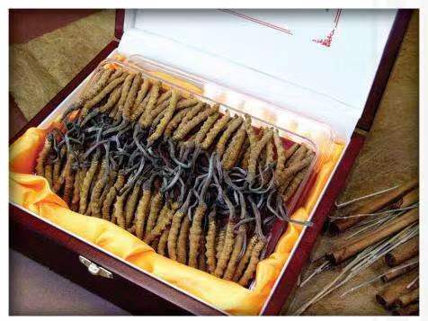 宁都冬虫夏草回收